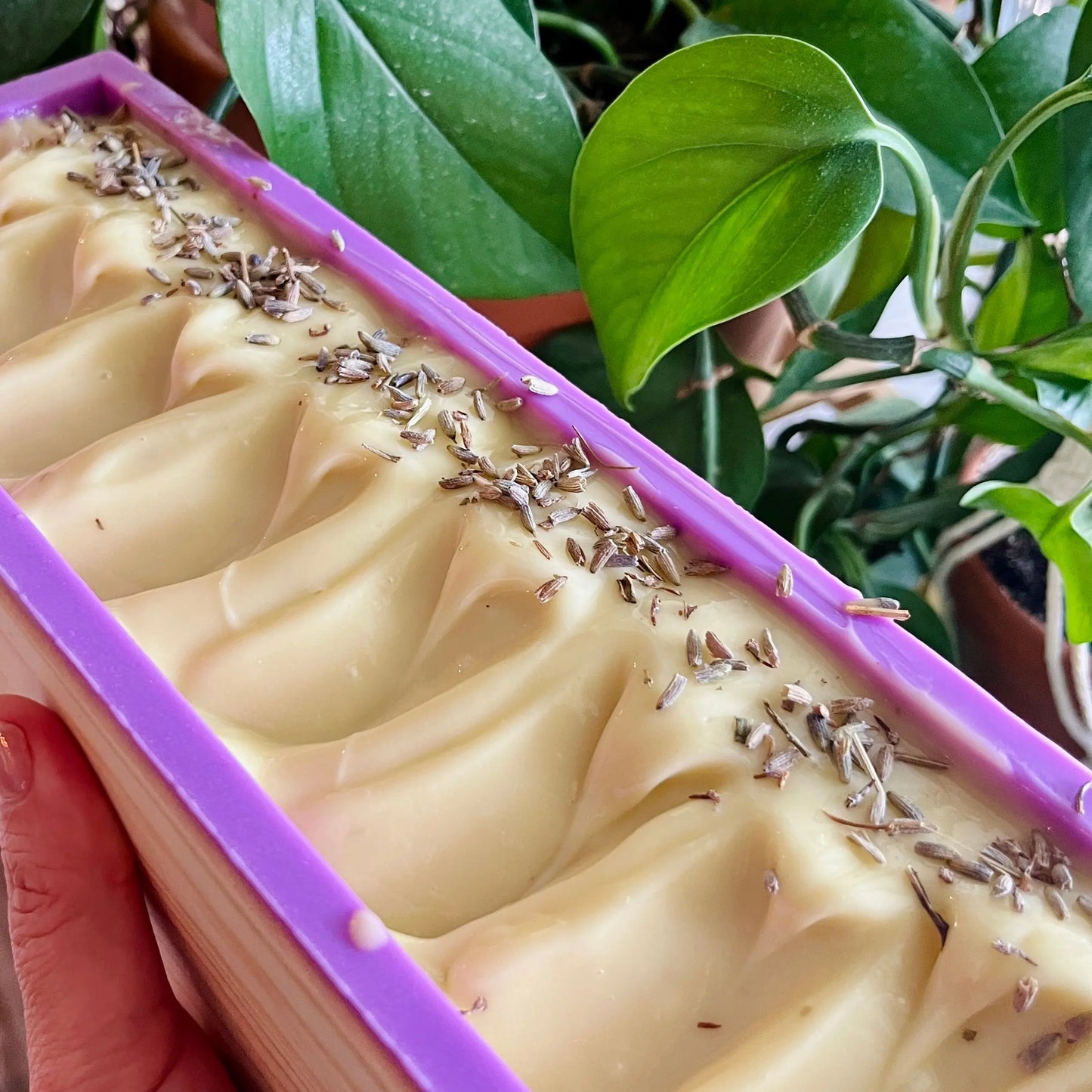 Savon doux SYLVIA huile d'avocat et lavande La Sultana Savonnerie | Savons et soins naturels faits main | Québec