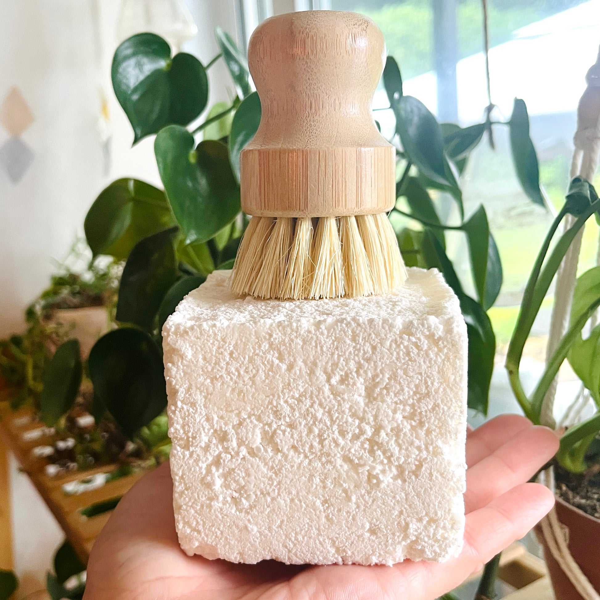 Une main tient un bloc carré de Bloc de gâteau à vaisselle et savon tout-usage naturel avec une brosse en bambou placée sur le dessus. Le fond présente diverses plantes vertes feuillues et une fenêtre, mettant en valeur une solution 100% écolo pour vos besoins de nettoyage de La Sultana Savonnerie | Savons et soins naturels faits main | Québec.