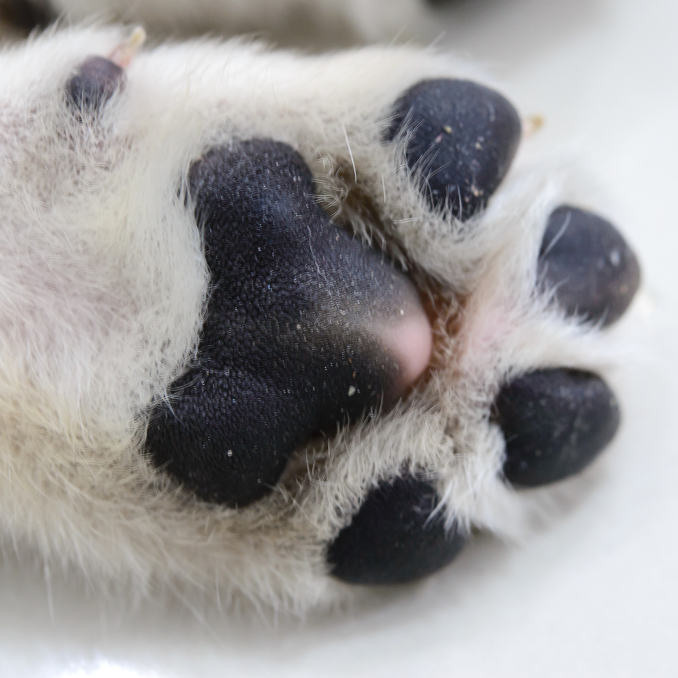 EQUILIBRIO DE ALMOHADILLAS CHELSEA